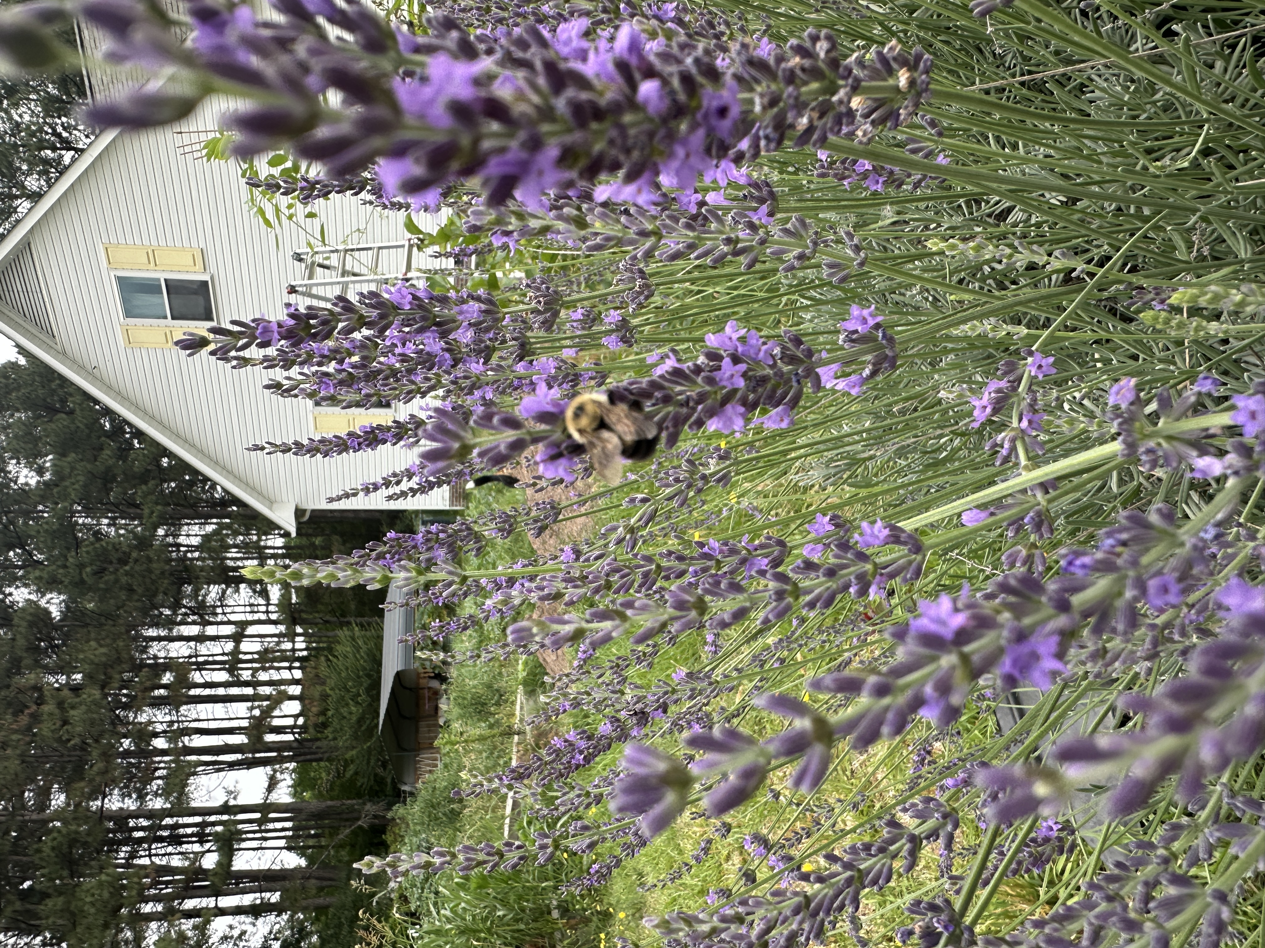 Rainbow Garden
